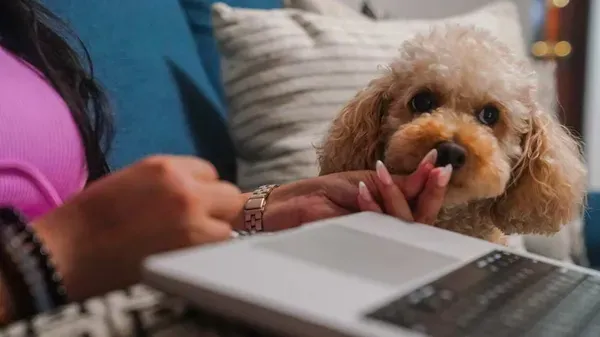 Pets are our Faithful Companions, but the Costs to Care for Them Can Add Up 