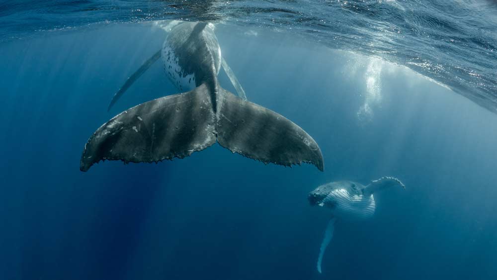 Scientists Capture First Ever Photos of Sex Between Humpback Whales... and Both Were Male